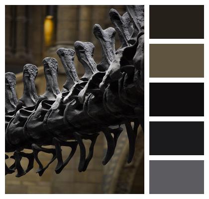 Natural History Museum London Dinosaur Bones Image